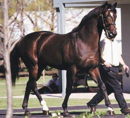 Winning Brew Thoroughbred Horse Profile .